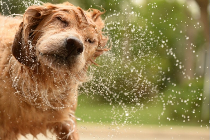 USA Physics Olympiad Challenges Students to Explain How Dogs Shake Off Water